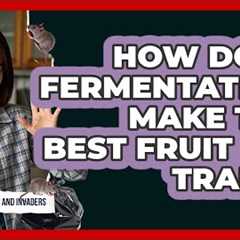 How Does Fermentation Make The Best Fruit Fly Traps? - Insects and Invaders