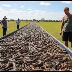 Florida RELEASES HUNDREDS OF SNAKE HUNTERS Into Forest - 1 Years Later, WHAT HAPPENS SHOCKS EVERYONE