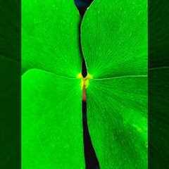 Creative Mobile Pro Mode Photography 📸 Ideas #shorts #mobilephotography #photography