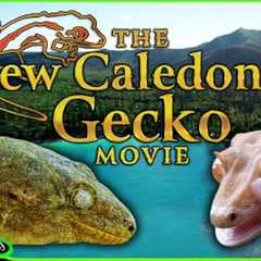 The New Caledonia Gecko Movie