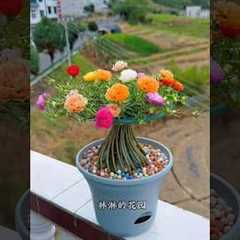 Best beautiful plants for home, #shorts #diy #craft #flowers #gardening