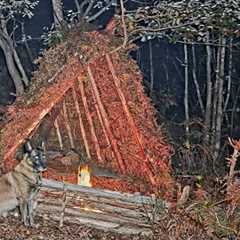 Survival in the Forest | Shelter, Campfire Cooking & Peaceful Nature with My Dog