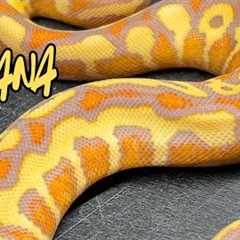 How to Breed BANANA the Right Way!