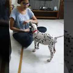 Dalmatian puppy training | learning  new tricks #dalmatian