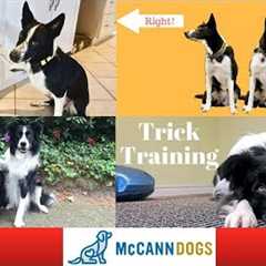 Popular Dog Tricks- Training Videos
