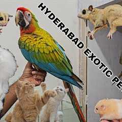 Pet Jungle Hyderabad Visit | Exotic Pets Tour Macaw🦜| Sugar Gliders🐿| Angora🐇 Hyderabad Exotic..