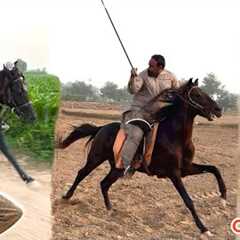 TIRAZ CHALLENGE HORSE RACING😱 GONE WRONG