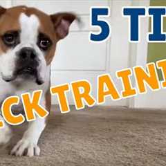 5 Tips for Dog Trick Training with Susan Garrett