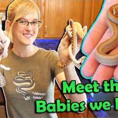 Our Holdback Baby Snakes of 2020!