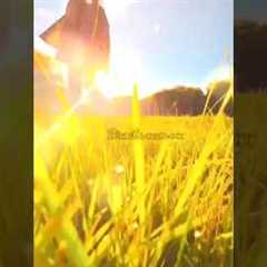 Unlock Your Photography Potential: Composition, Lighting, Editing Hacks #photographytips #framing