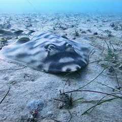 Scuba Diving La Jolla Beach Shores, San Diego, California Open Water