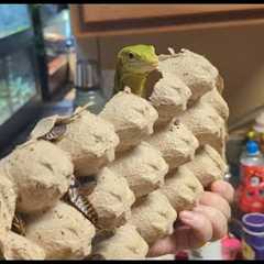 Kale: Footage from training - Nov 2024