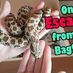 Unboxing Adult Hognoses