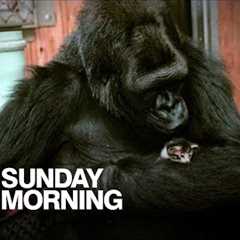 Animal altruism: Friendship in the animal world