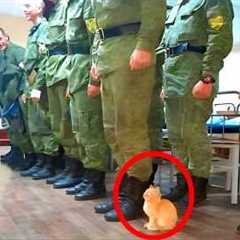 When Cats Are Being Total Little Humans 😂 Funny Cat and Humans