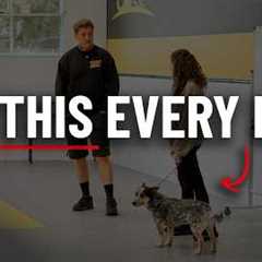 Dog Training Is Easy - If You Do This One Thing