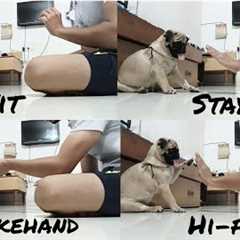 Dog training | Pug dog training | Learn & train your puppy 🐾