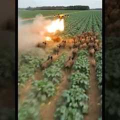 🔥 Drone Chasing Wild Boars in the Field! Incredible Farming Technology in Action 🚜🐗