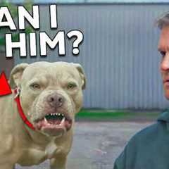This Aggressive Dog Was a Lost Case.. Until Now