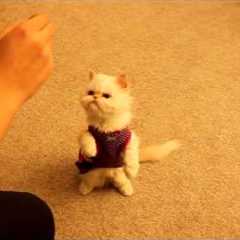 Cat training: Marie learns basic commands