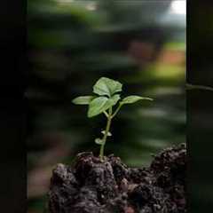 Creative Photography | Tips & Tricks with Phone using Pro Mode 📸 | Mobile Photography Hacks 🔥