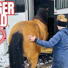 Things Are Chaotic at The Farm! Injuries, Herd Updates, & More…