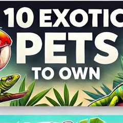 Top 10 Best Exotic Pets for Your Home: Unique and Fascinating Companions