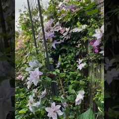 Green Walls, Happy You 🌿🌼🪴💡#gardening #flowers #oasis #plants #naturephotography #garden #diy