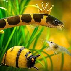 Best Tank Cleaners That REALLY Help - Freshwater Clean Up Crew Ultimate Guide