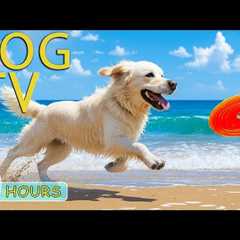DOG TV: Videos Entertain All Day for Dogs to Watch When Home Alone - Best No-Stress Music for Dogs