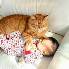 When Cats Prove They're the Best Bodyguards ❤️