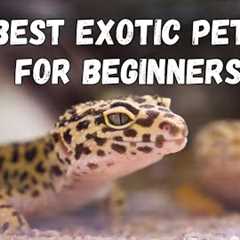 Best Exotic Pets for Beginners | Best Exotic Pets 2025 | Pets and Us