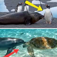Animals Showing Pure Love ❤️ Friendship Knows No Species