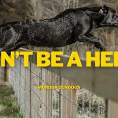 Gundog Training: How To Introduce Your Dog To Jumping