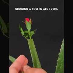 Growing a Rose in Aloe Vera #aloevera #rose #tricks #hack
