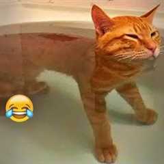 New Funny Cat and Dog Videos 😹🐶 Funniest Animals 🤣 Part 4