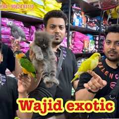 wajid exotic new stock update #exotic #birds #parrot #pets #cats #lovebirds 