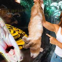 Feeding Giant Snakes and Lizards at My Reptile Zoo!