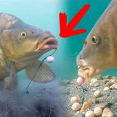 Best moments of underwater fishing in clear lakes