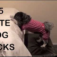 45 CUTE DOG TRICKS