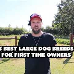 3 Best Large Dog Breeds For First Time Owners