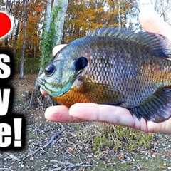 Catching BIG BLUEGILL on My Smallest Bait! (Tiny Lure Fishing)
