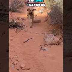 Urban 🌆vs Rural🏔️ Service Dog Training 🐕‍🦺