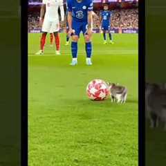 Funny Moment in Football 🤣