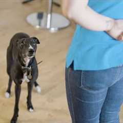 How to Train Your Dog Using a Clicker | The Battersea Way