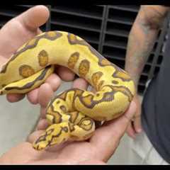 Most Insane Ball Python Collection - Always Evolving 🐍