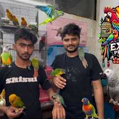 A1 exotic bird shop latest update exotic birds #birds #exotic #pets #birdslover #newmumbai