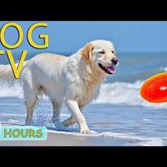 DOG TV: Videos Anti-Stress & Entertain for Dogs to Watch When Home Alone - Best Relax Music for ..