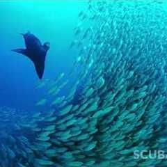 Scuba Diving with Cabo Adventures® Tours in Cabo San Lucas and Cabo Pulmo