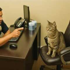 When you live with a cat with a 200 IQ, it's never boring! 😲